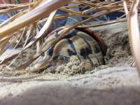 Testudo kleinmanni Egyptian tortoise summer rest