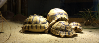 Testudo kleinmanni Egyptian tortoise