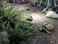 Testudo kleinmanni Egyptian tortoise rainshower in the terrarium