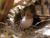 Testudo kleinmanni Egyptian tortoise egg laying