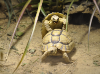 Testudo kleinmanni Egyptian tortoise mating