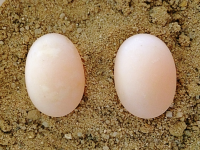 Testudo kleinmanni Egyptian tortoise egg